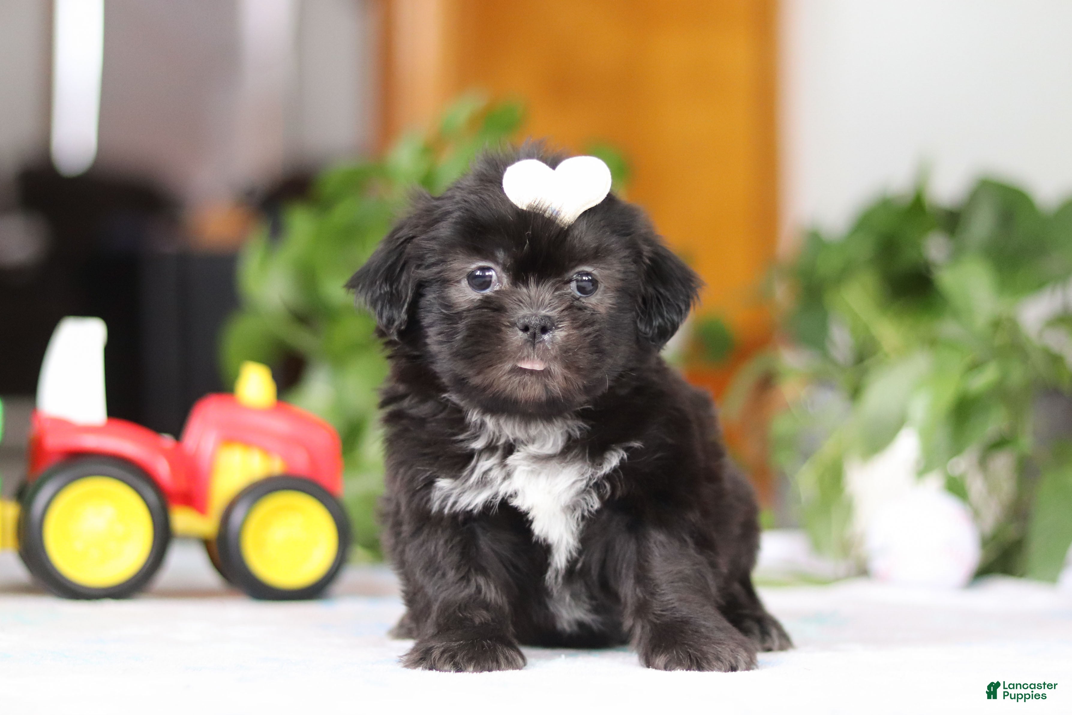 Shih Tzu dogs Emery - Ad 12
