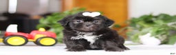 Shih Tzu dogs for sale: Emery - Ad 1