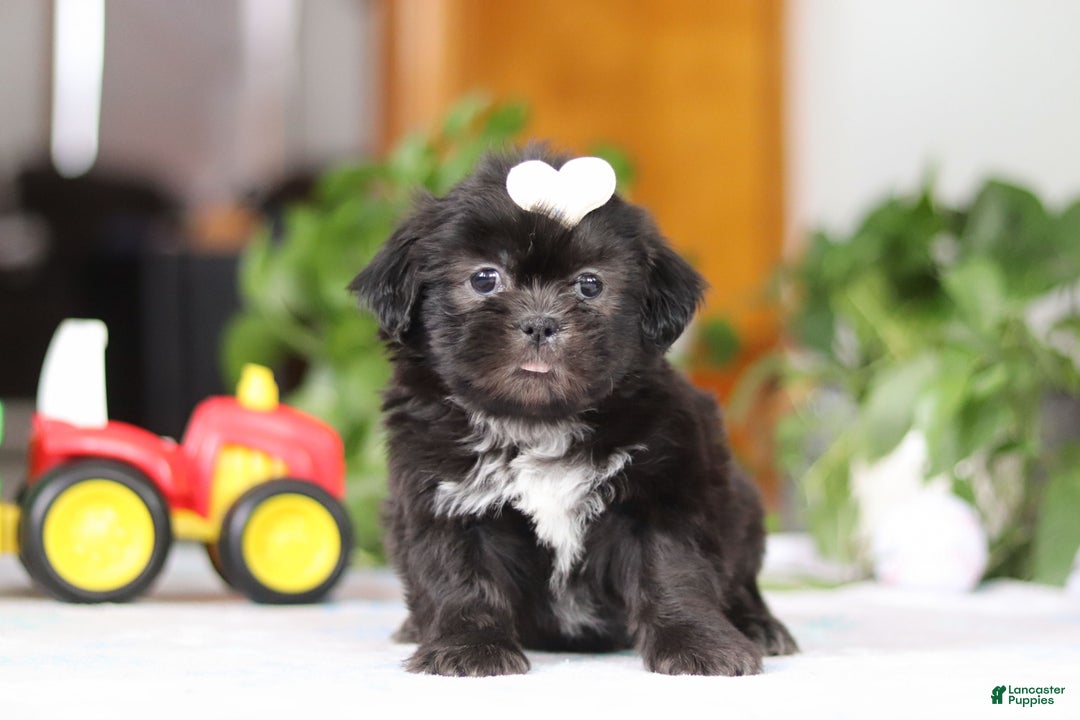 Shih Tzu dogs for sale: Emery - Ad 1
