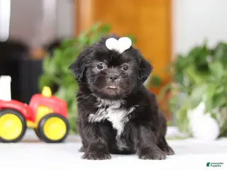 Shih Tzu dogs Emery - Ad 42