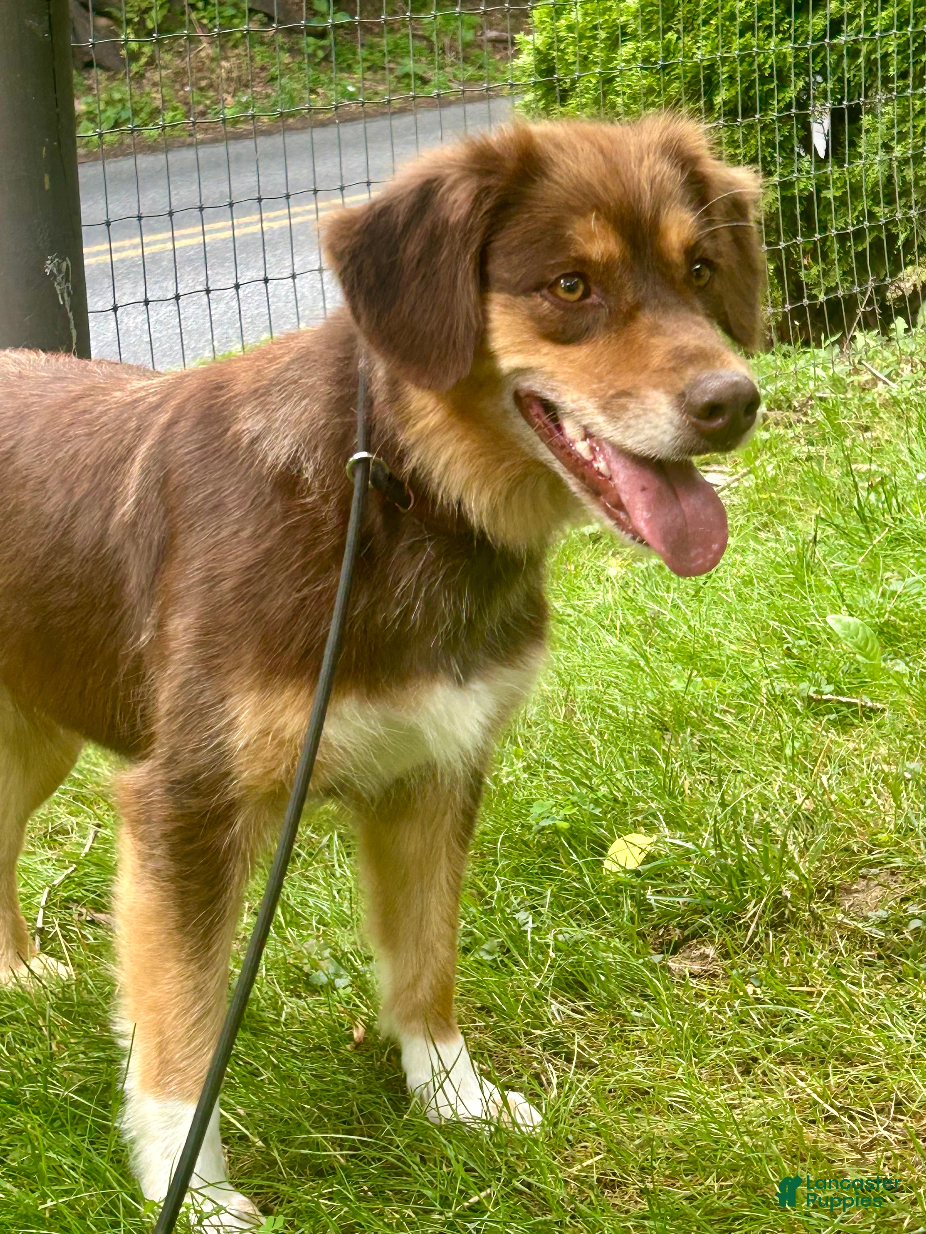 Australian Shepherd dogs Coco - Ad 4