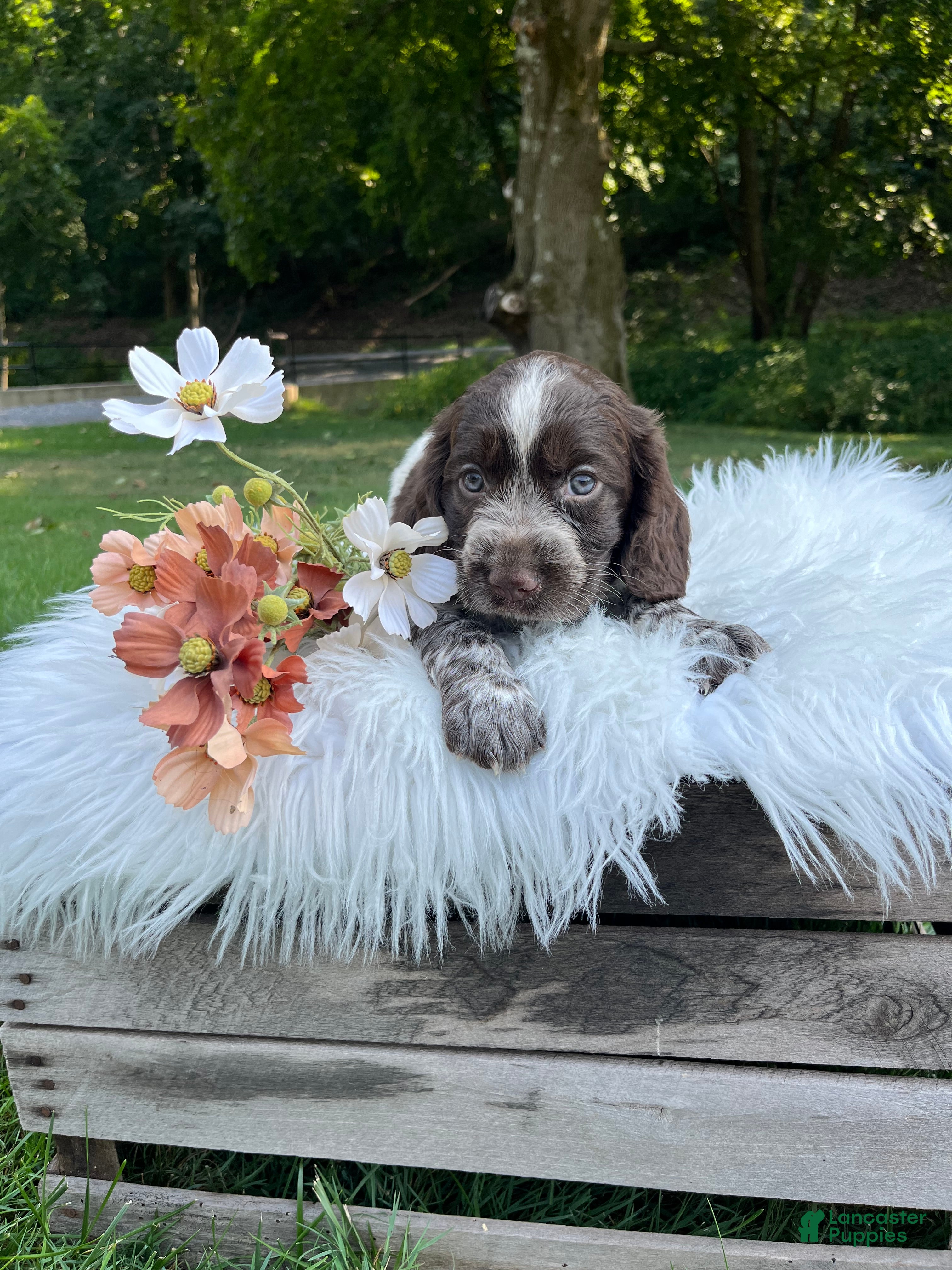 English Springer Spaniel dogs Dixie - Ad 1
