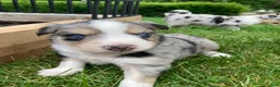 Australian Shepherd dogs for sale: Blossom 🌸  - Ad 10