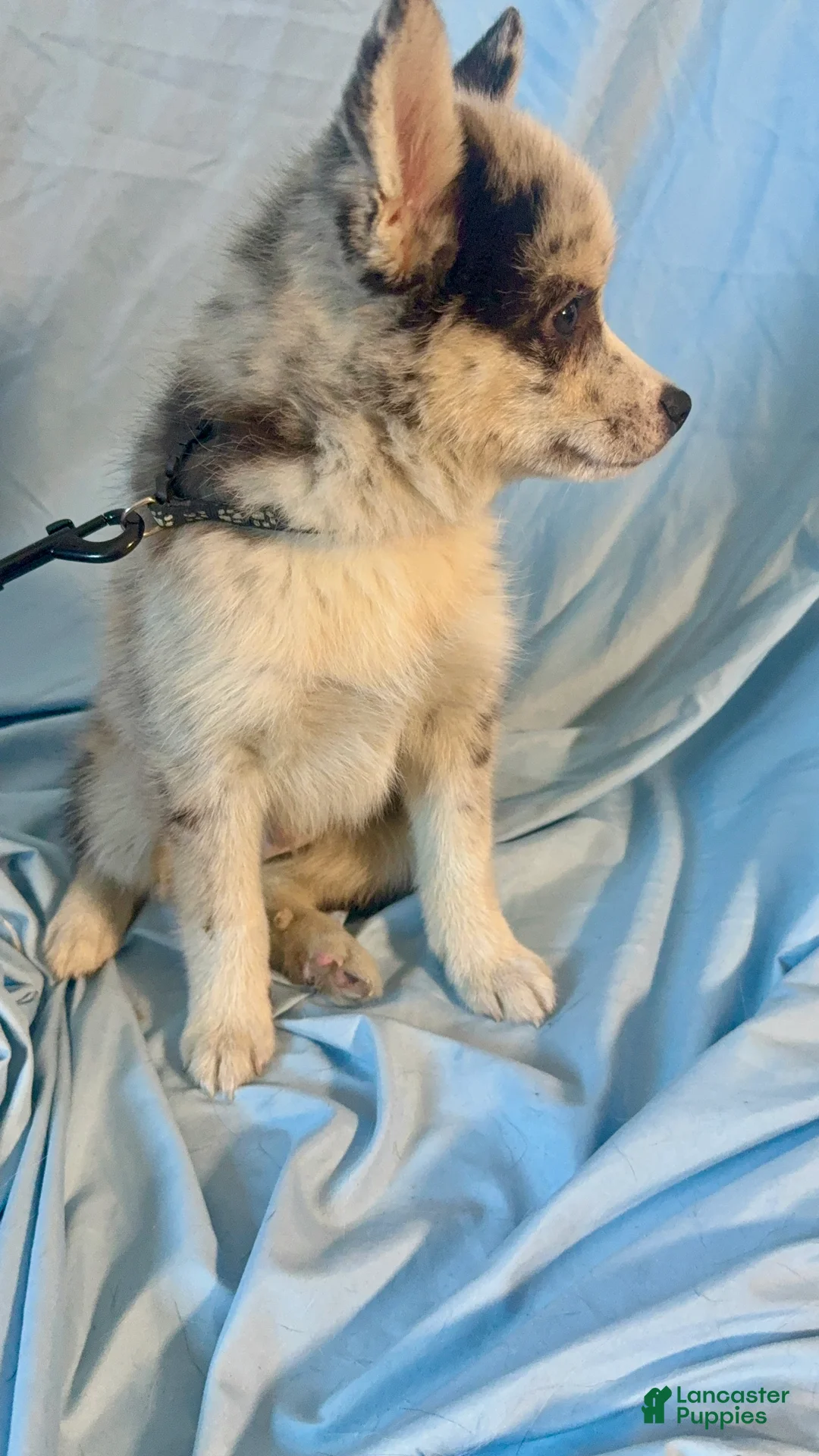 Mixed Breed dogs for sale: Beau - Merle Boy  - Ad 7