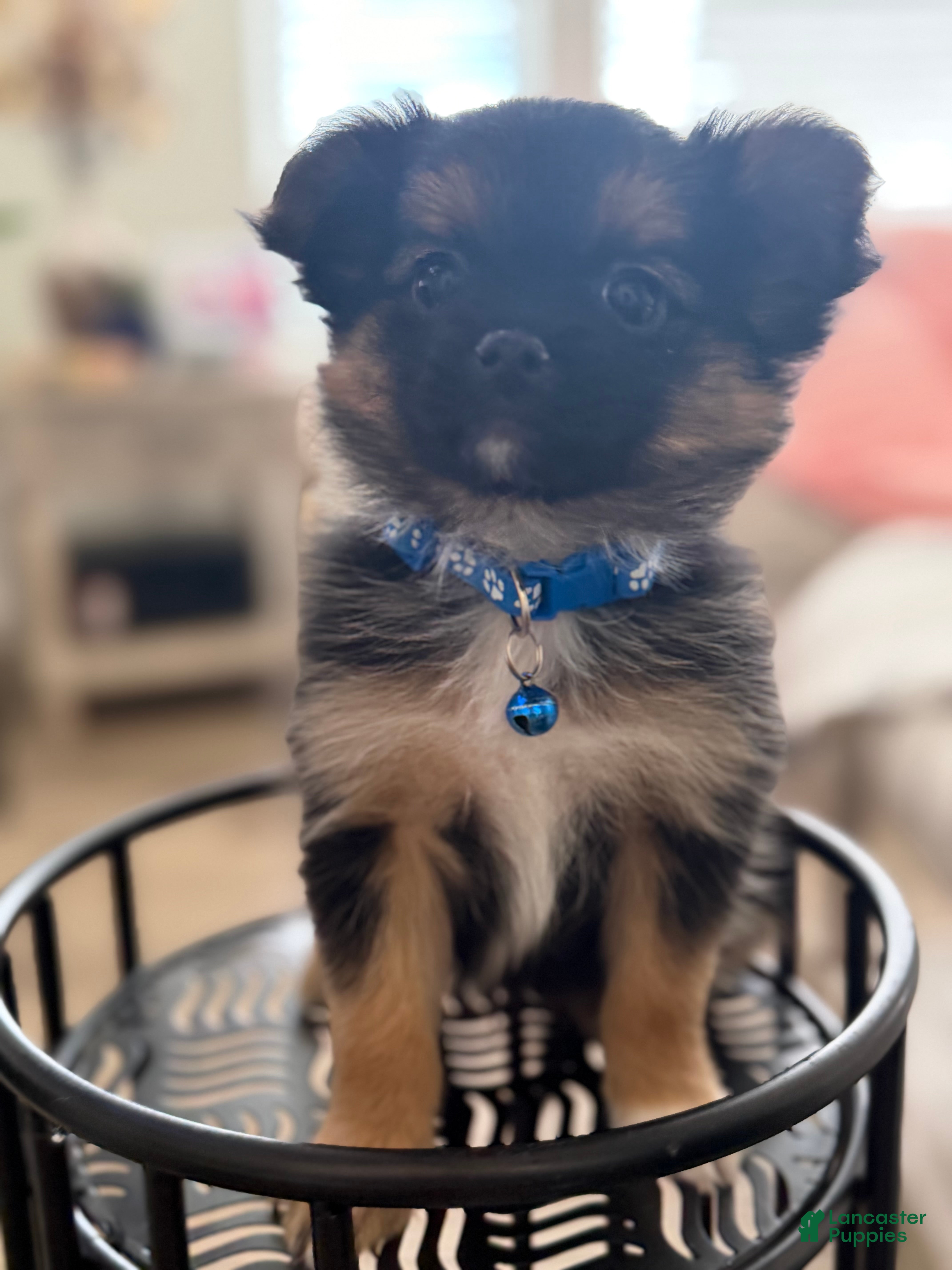 Mixed Breed dogs Mixed Breed Puppy 1 - Ad 3