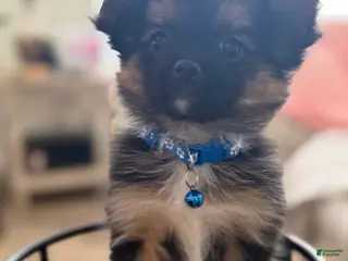 Mixed Breed dogs Mixed Breed Puppy 1 - Ad 8