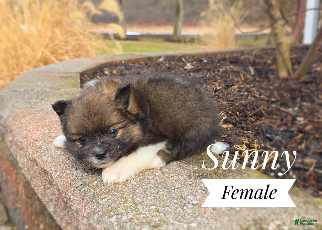 Pomeranian dogs for sale: Sunny - Ad 2