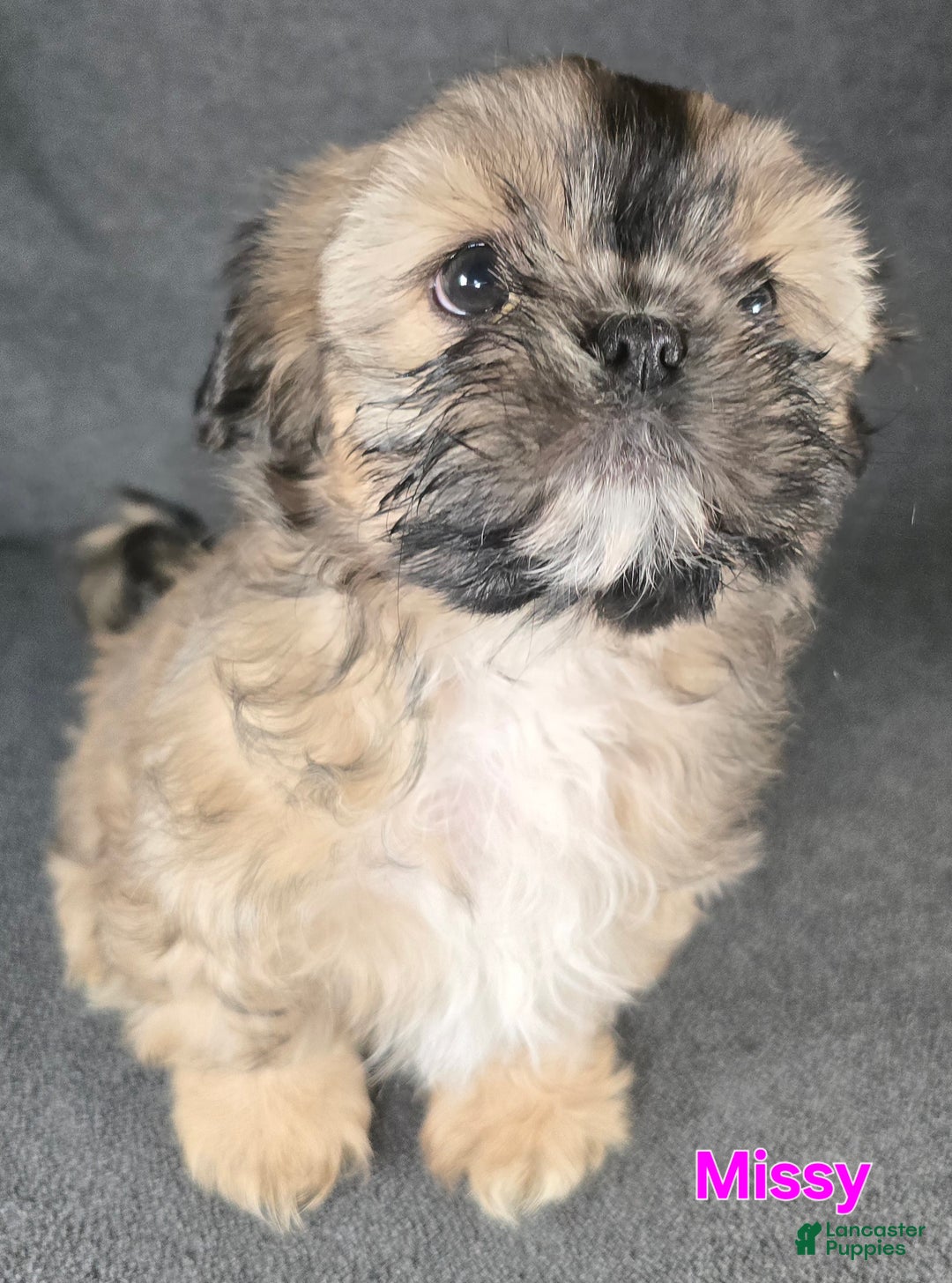 Shih Tzu dogs for sale: Missy - Ad 1