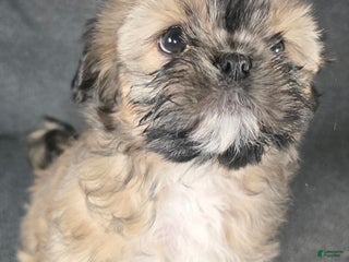Shih Tzu dogs Missy - Ad 12