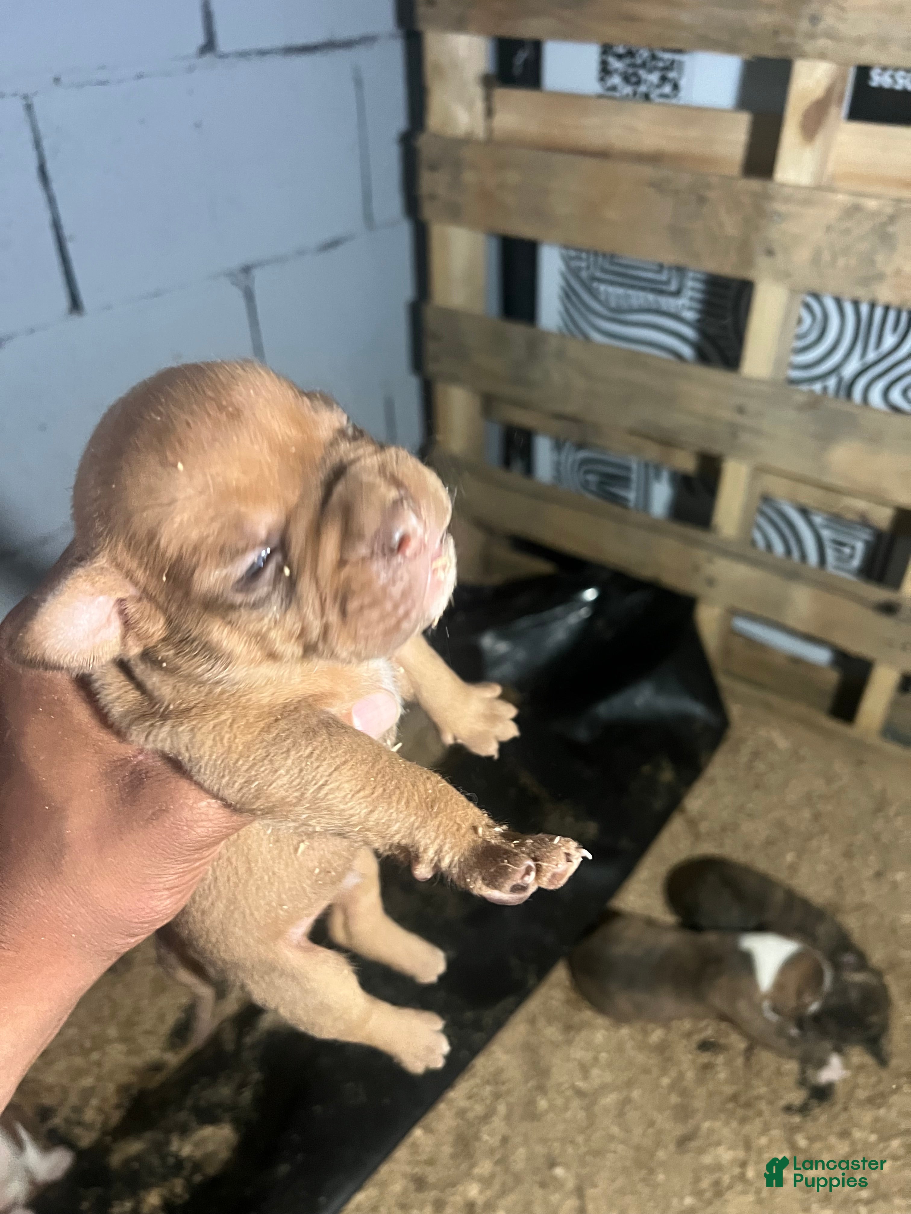Olde English Bulldogge dogs Red fawn male -Available  - Ad 28