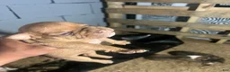 Olde English Bulldogge dogs for sale: Red fawn male -Available  - Ad 1