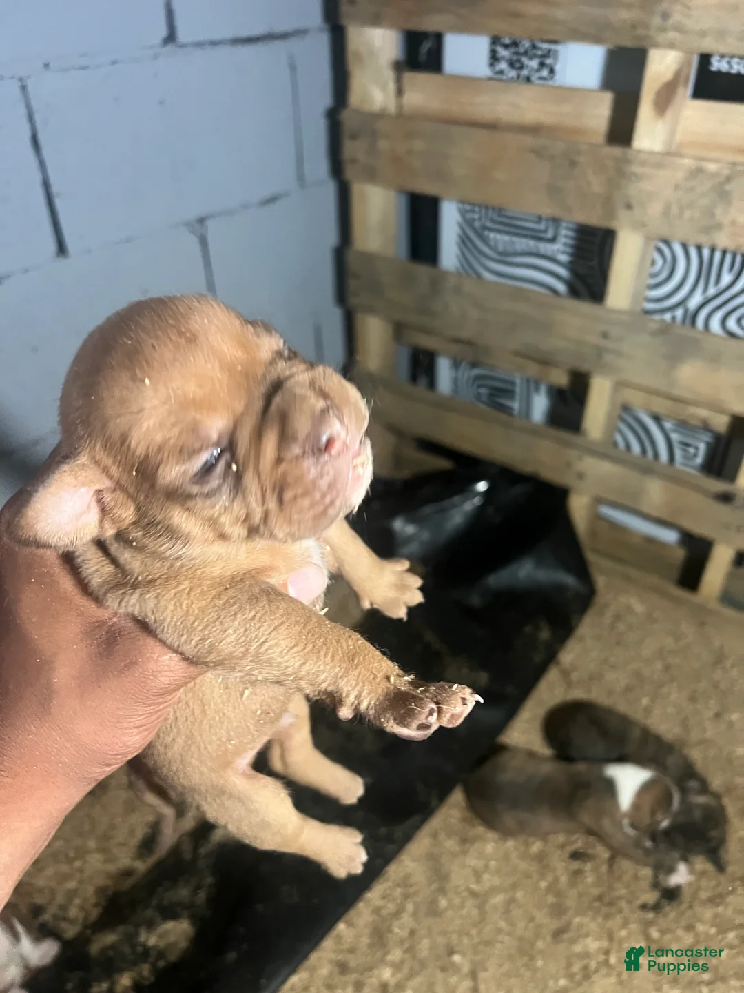 Olde English Bulldogge dogs for sale: Red fawn male -Available  - Ad 1