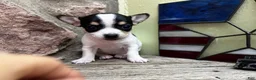 Chihuahua dogs for sale: 🐾Lisa~Tricolor Chihuahua - Ad 6