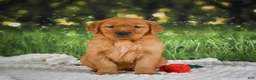 Golden Retriever dogs for sale: Jack - Ad 11