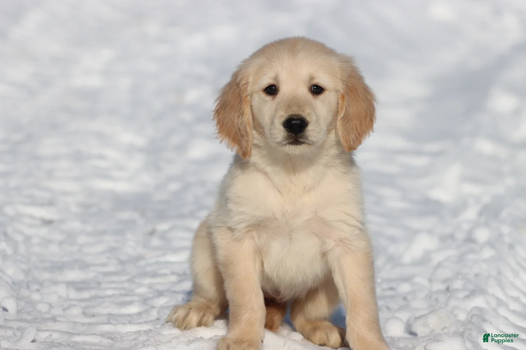 Golden Retriever dogs for sale: Peek A Boo  - Ad 3
