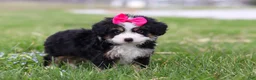 Mini Bernedoodle dogs for sale: Dua - Ad 6