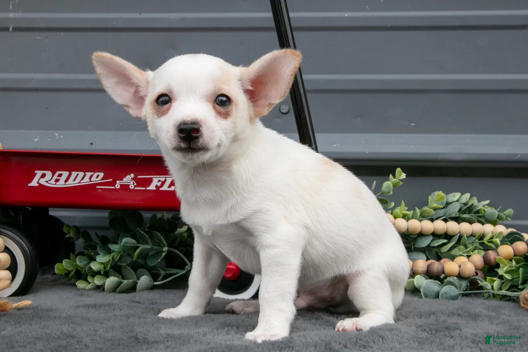 Chihuahua dogs for sale: Frasier - Ad 1