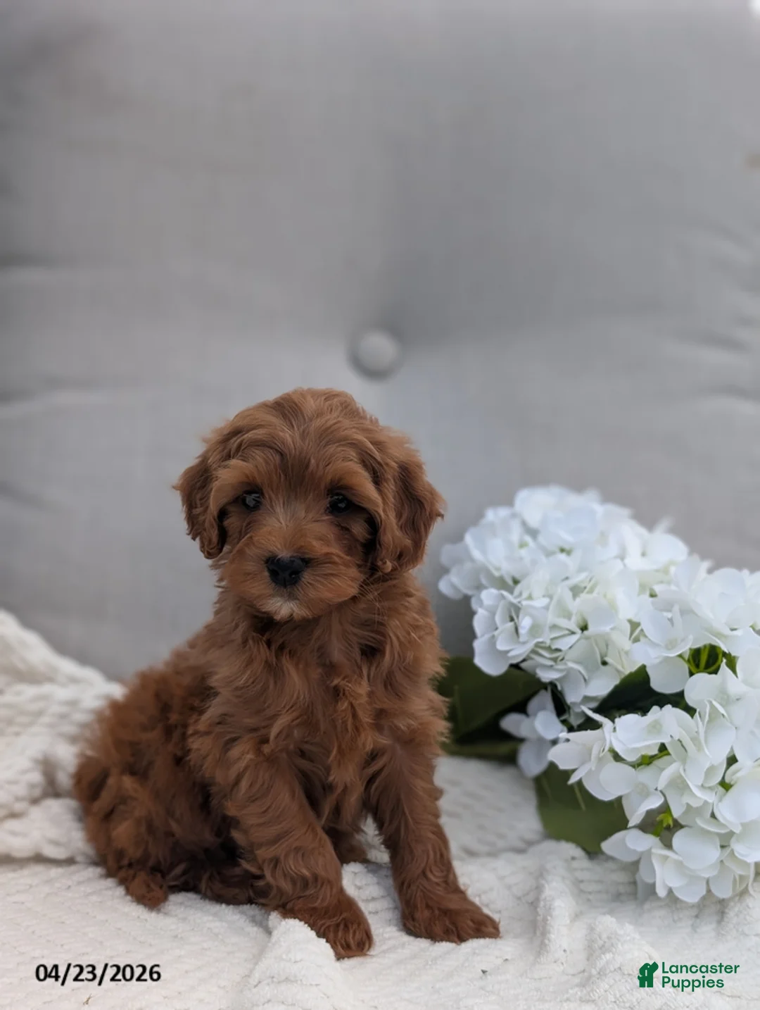 Cavapoo dogs for sale: Austin - Ad 3