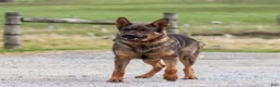 German Shepherd dogs for sale: Selah German Shepherd  - Ad 5