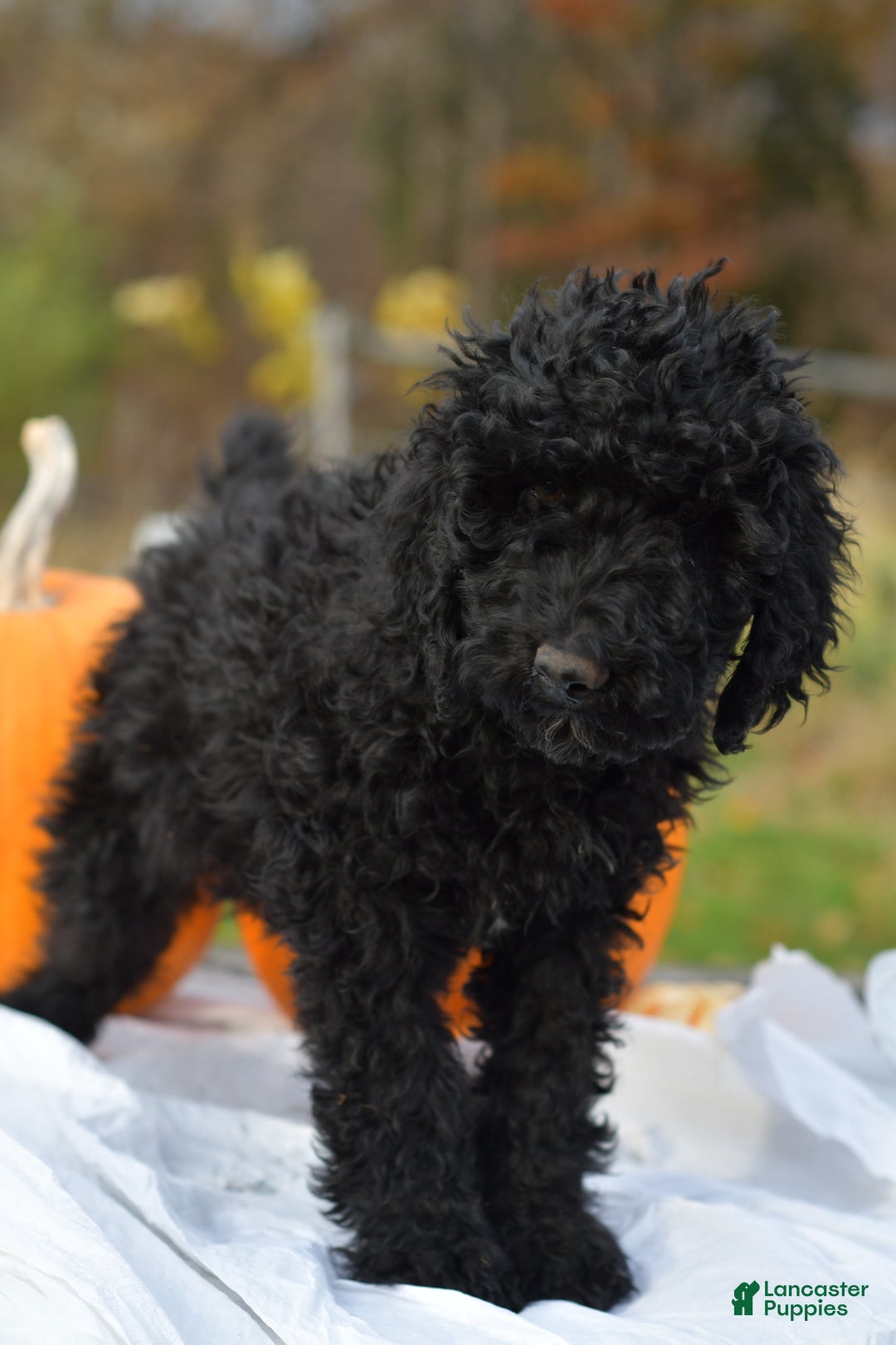 Standard Poodle dogs for sale: Cole - Ad 5