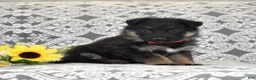 German Shepherd dogs for sale: Diamond - Ad 4