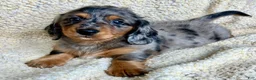 Miniature Dachshund dogs for sale: PARMESAN, PARMESAN, PARMESAN!! - Ad 3