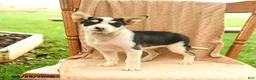 Mixed Breed dogs for sale: Finn - Ad 3