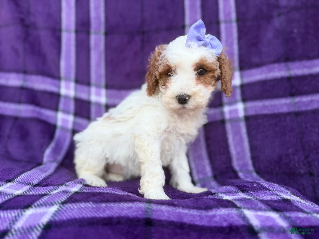 Cavapoo dogs for sale: Sapphire - Ad 4