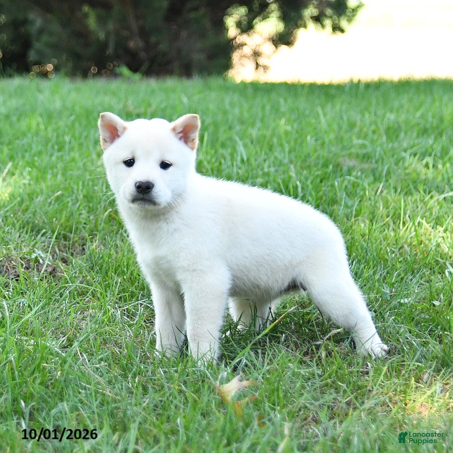Shiba Inu dogs Griffin - Ad 2