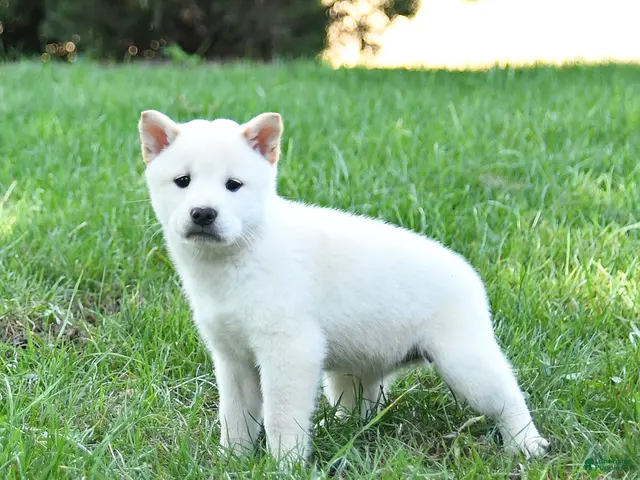 Shiba Inu dogs for sale: Griffin - Ad 2