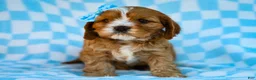 Cavapoo dogs for sale: Edgar Cavapoo Pup - Ad 4