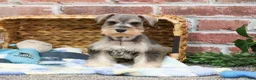 Miniature Schnauzer dogs for sale: Trouper  - Ad 2