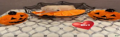 Goldendoodle 2