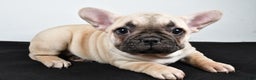 French Bulldog dogs for sale: Hazel - Ad 2