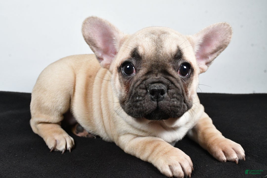 French Bulldog dogs for sale: Hazel - Ad 2