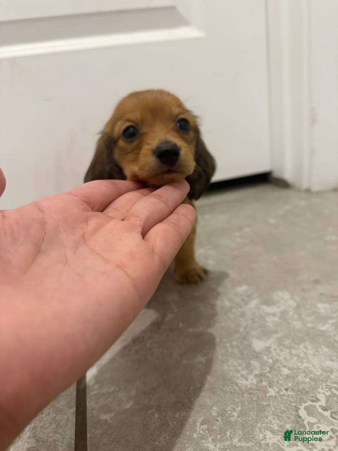 Miniature Dachshund dogs for sale: Sonny - Ad 5