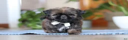 Shih Tzu dogs for sale: Lacey - Ad 2
