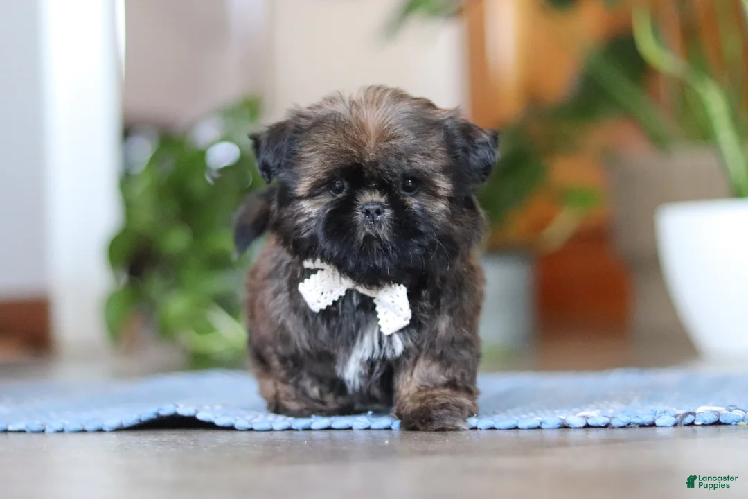 Shih Tzu dogs for sale: Lacey - Ad 2
