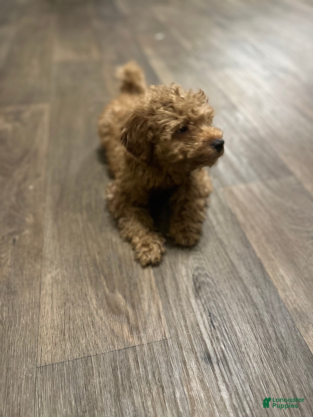 Goldendoodle dogs for sale: Jaxon - Ad 6