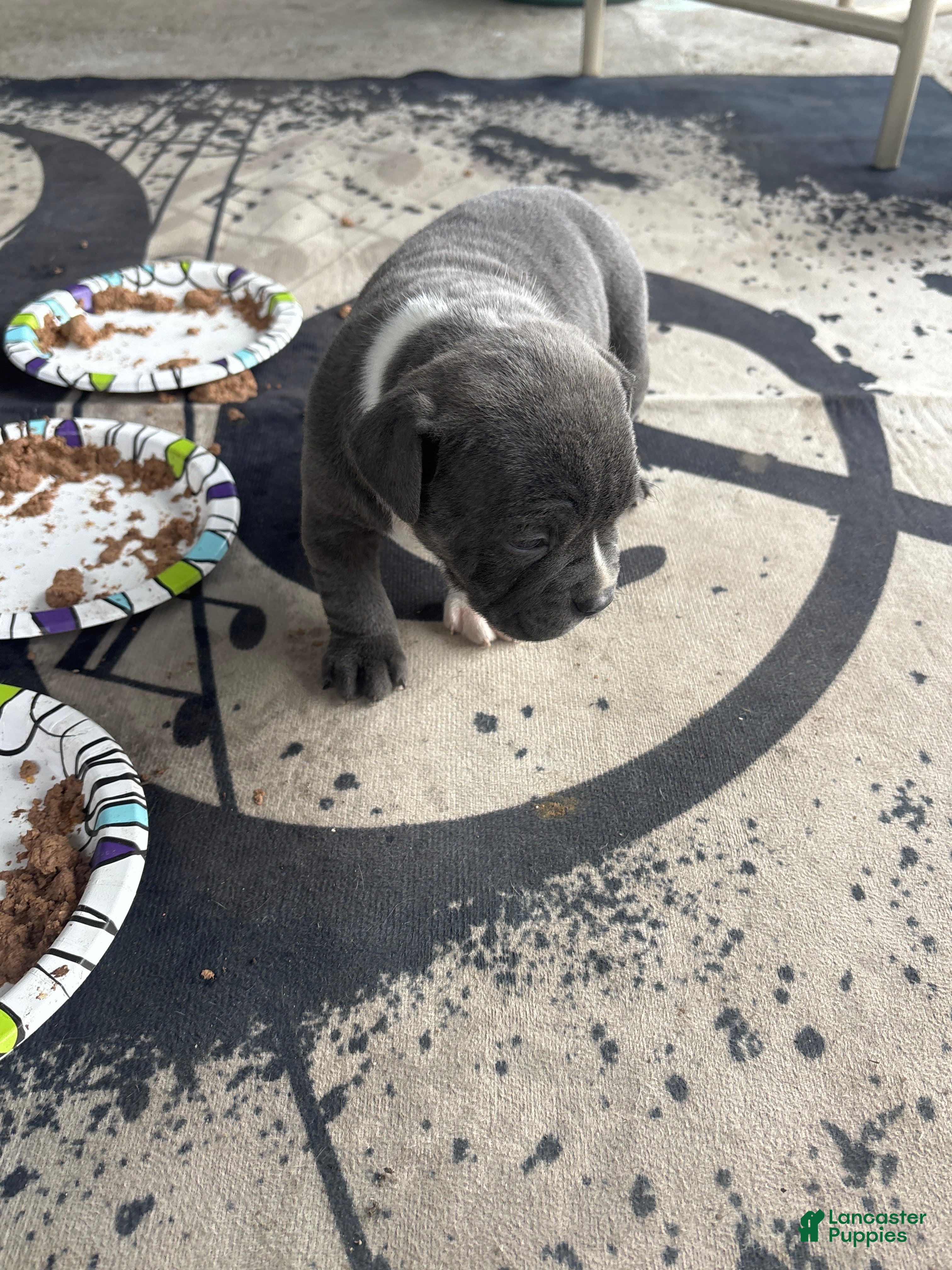 American Pit Bull Terrier dogs American Pit Bull Terrier Puppy 1 - Ad 40