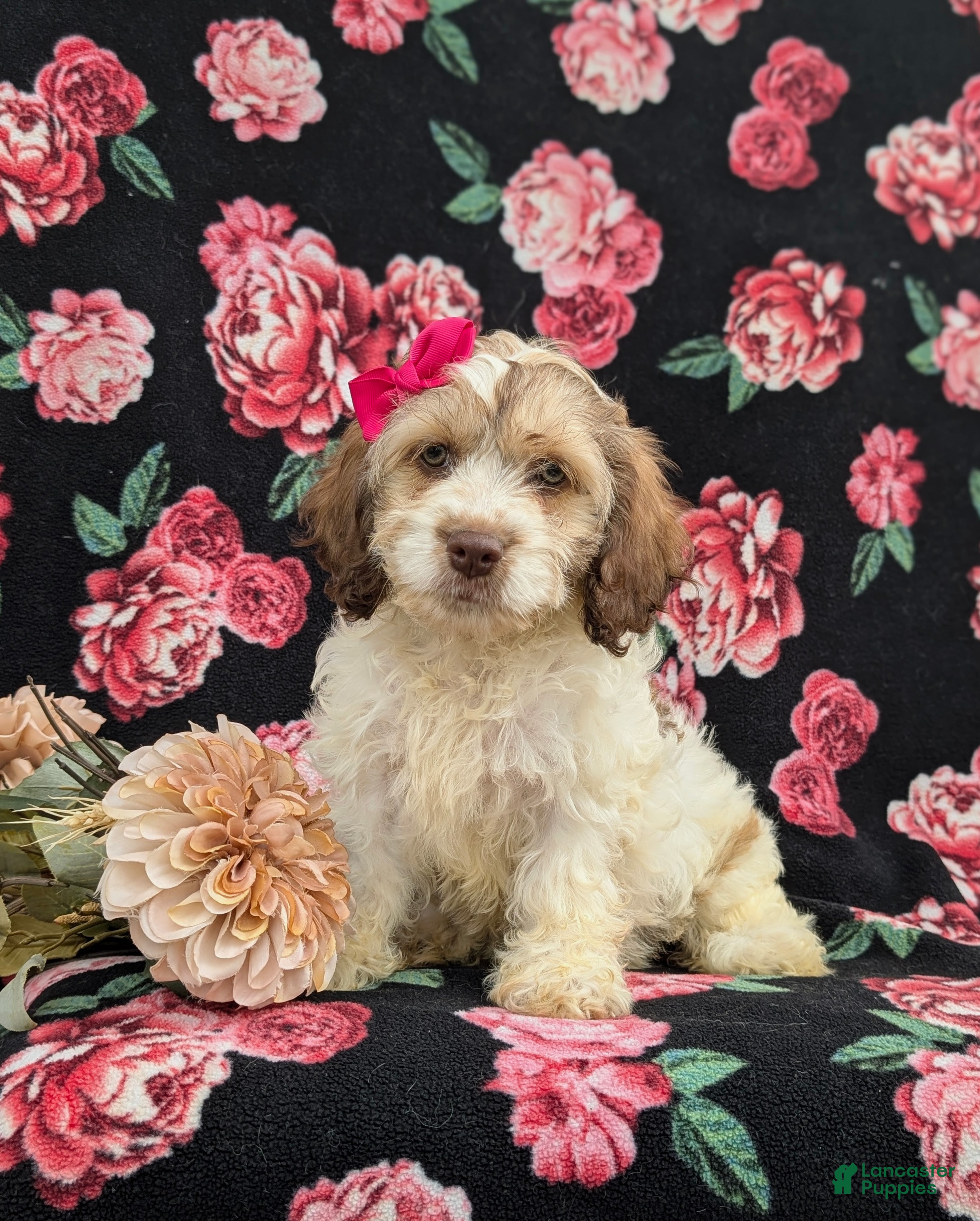 Cockapoo dogs Krystal - Ad 40