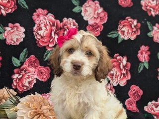 Cockapoo dogs Krystal - Ad 38