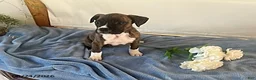 Boxer dogs for sale: Roman - Ad 3