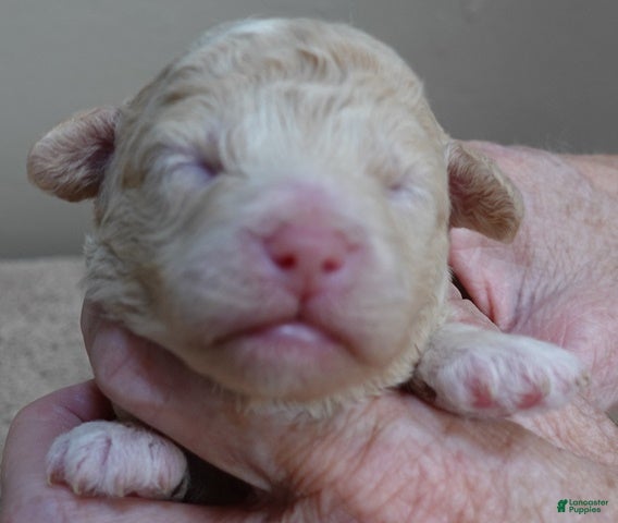 Toy Poodle dogs Denver shimmering champagne - Ad 5