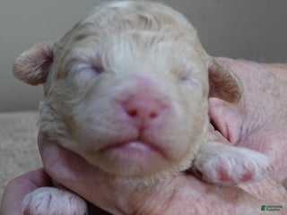 Toy Poodle dogs Denver shimmering champagne - Ad 15