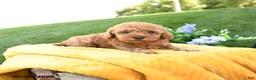 Toy Poodle dogs for sale: Flynn - Ad 4