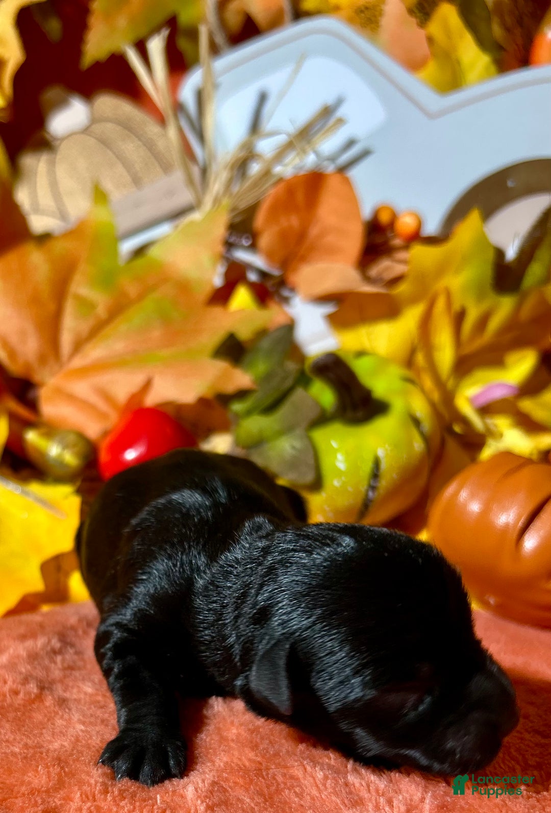 Miniature Schnauzer dogs for sale: Miniature Schnauzer Puppy 4 - Ad 12