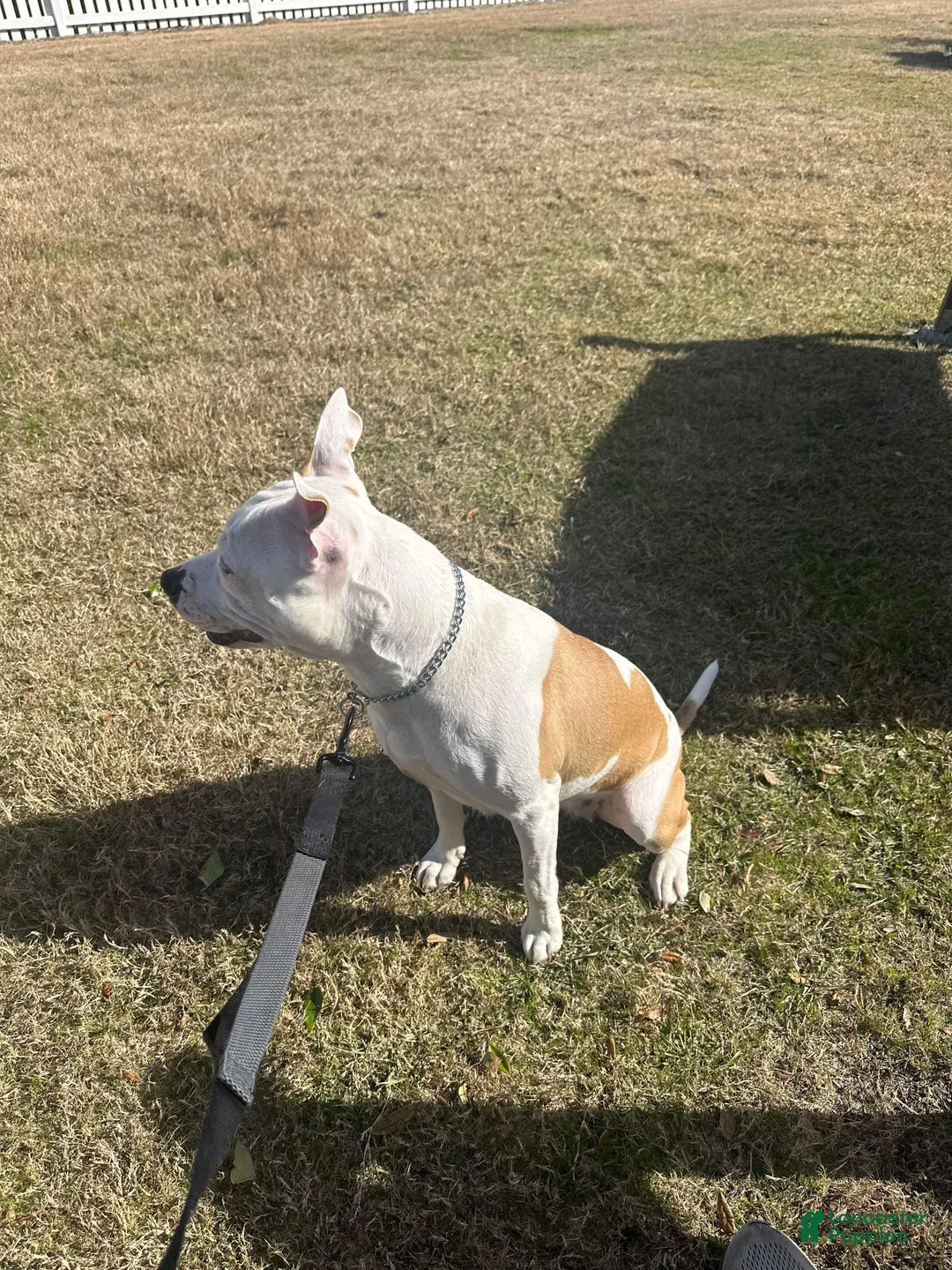 Staffordshire Bull Terrier dogs for sale: Staffordshire Bull Terrier Puppy 1 - Ad 3