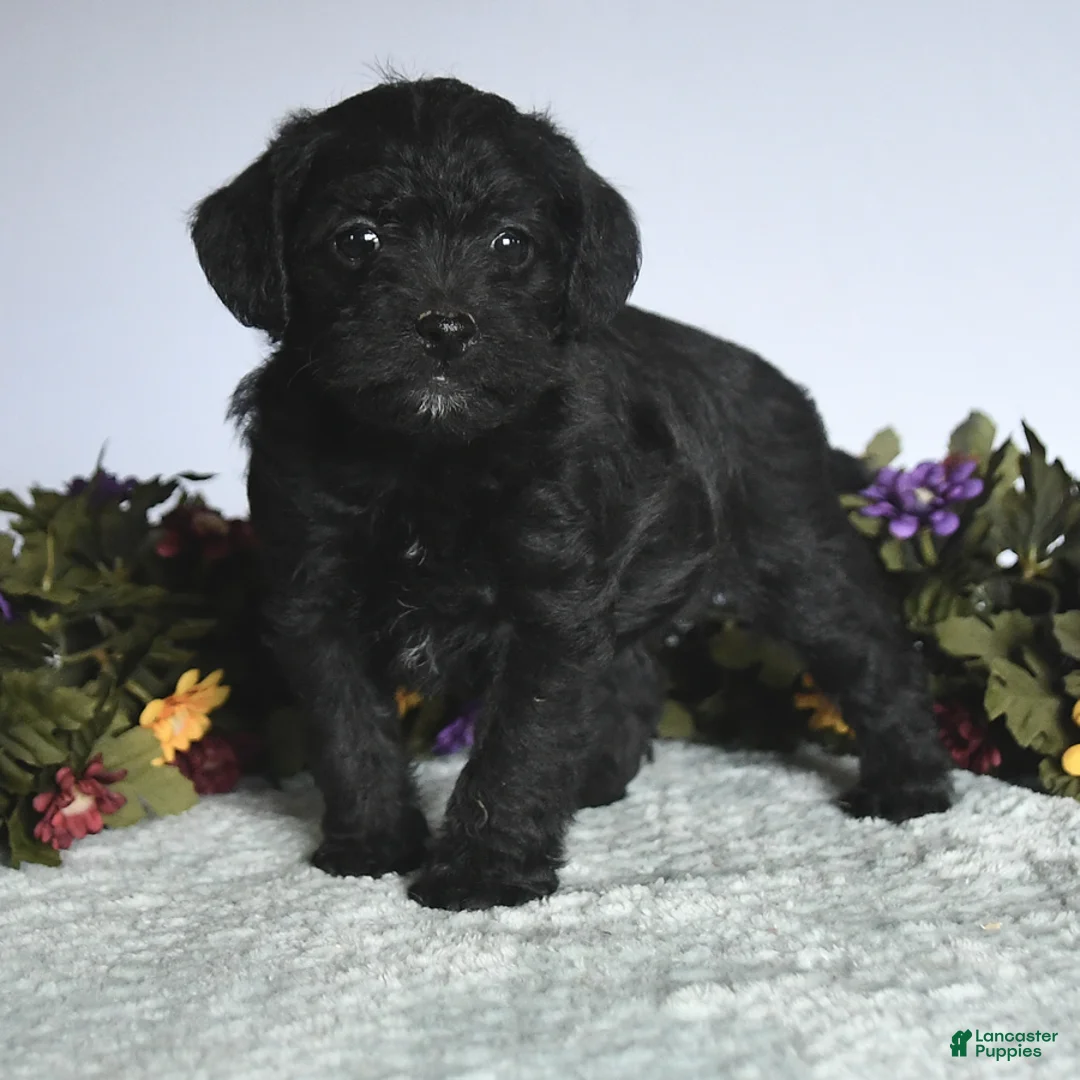 Mixed Breed dogs for sale: Nellie - Ad 3