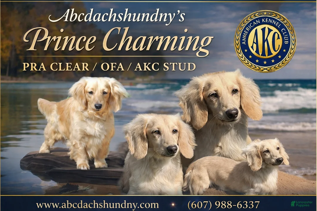 Miniature Dachshund dogs for sale: Miniature Dachshund Puppy 2 - Ad 9